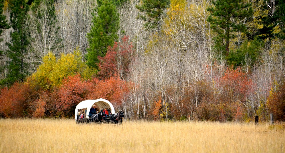 A covered wagon travels through a grass field surrounded by colorful autumn trees and a forest in the background.