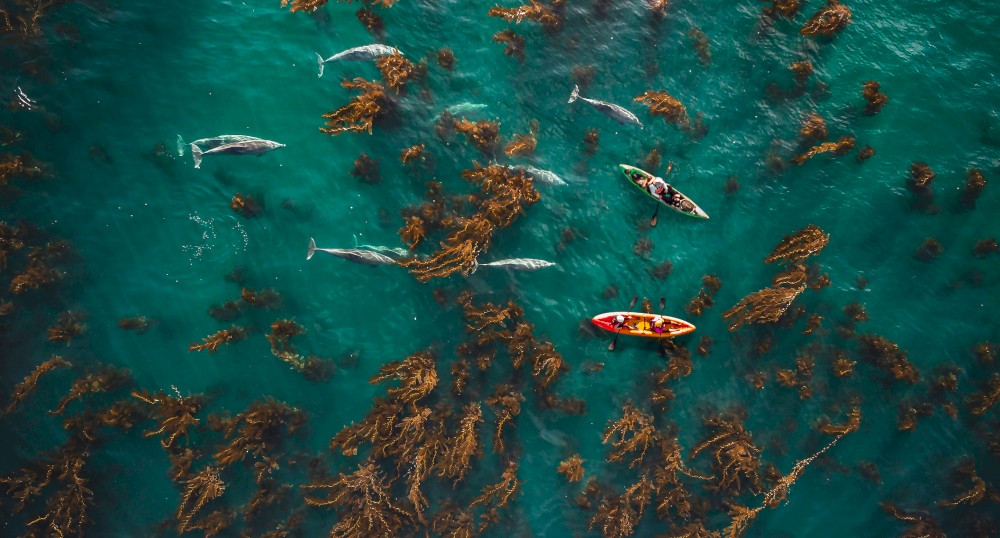 Aerial view of kayakers paddling through clear water along with dolphins and surrounded by underwater vegetation, creating a serene ocean scene.